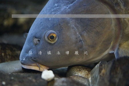 江湾镇法律顾问