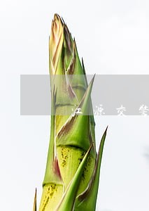 江源交警严查面包车交通违法行为 江源交警严查面包车交通违法行为