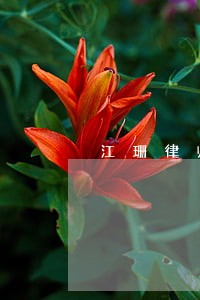 江珊律师 江珊律师