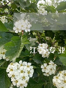江苏专业婚姻法律师多少钱