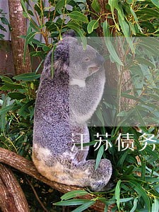 江苏债务律师价格