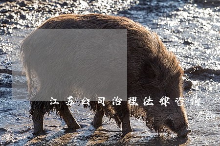 江苏公司治理法律咨询 江苏公司治理法律咨询