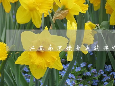 江苏南京债务违约律师网 江苏南京债务违约律师网