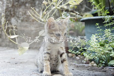 江苏南京离婚债务律师咨询热线 江苏南京离婚债务律师咨询热线