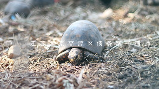 江苏南京高淳区债务案子律师 江苏南京高淳区债务案子律师