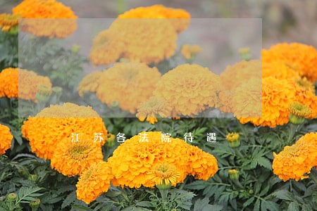 江苏各法院待遇 江苏各法院待遇