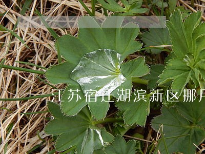 江苏宿迁湖滨新区挪用资金罪律师 江苏宿迁湖滨新区挪用资金罪律师