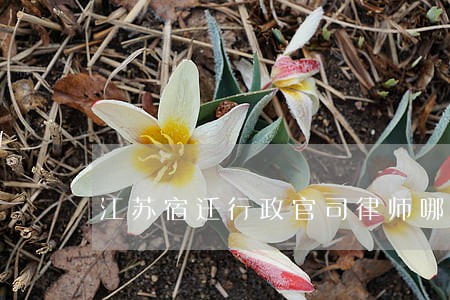 江苏宿迁行政官司律师哪个好 江苏宿迁行政官司律师哪个好
