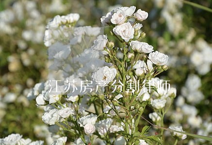 江苏房产分割律师 江苏房产分割律师