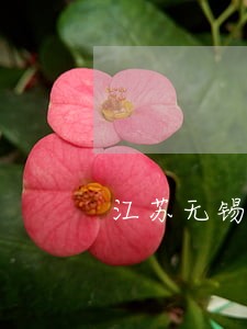 江苏无锡刑辩律师免费咨询
