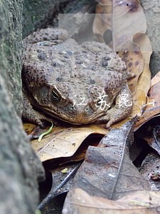 江苏昆山债务合同律师价格 江苏昆山债务合同律师价格