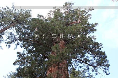 江苏汽车违法网上查询 江苏汽车违法网上查询
