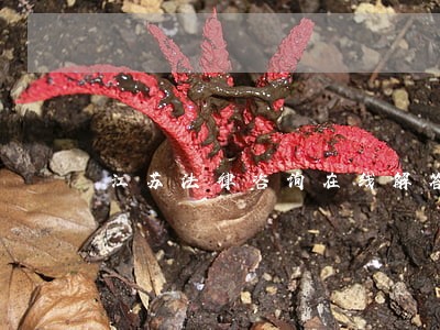 江苏法律咨询在线解答 江苏法律咨询在线解答