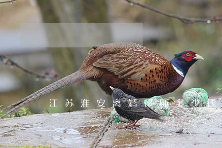 江苏淮安离婚律师多少钱 江苏淮安离婚律师多少钱
