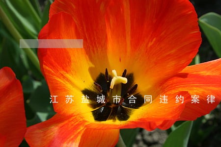 江苏盐城市合同违约案律师 江苏盐城市合同违约案律师