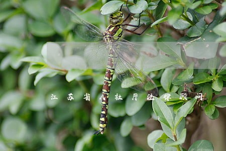 江苏省人社厅法律顾问 江苏省人社厅法律顾问