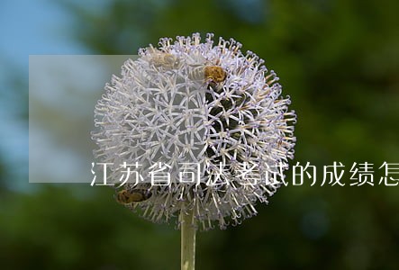 江苏省司法考试的成绩怎么查询 江苏省司法考试的成绩怎么查询