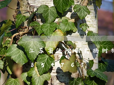 江苏省法院拍卖杨树林场/2023030854769