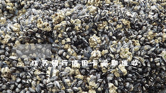江苏银行信用卡逾期催收 江苏银行信用卡逾期催收