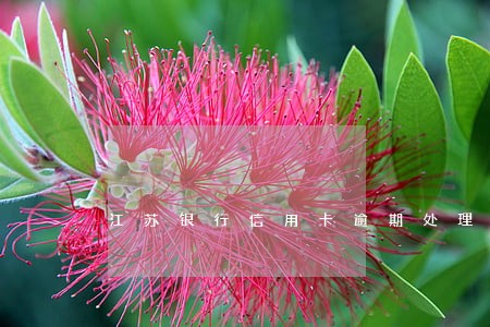 江苏银行信用卡逾期处理结果 江苏银行信用卡逾期处理结果