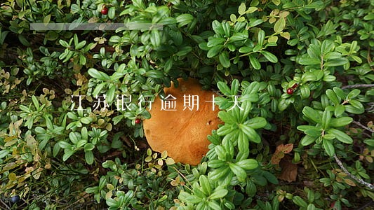 江苏银行逾期十天 江苏银行逾期十天