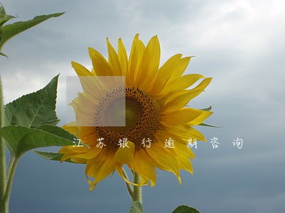江苏银行逾期咨询 江苏银行逾期咨询