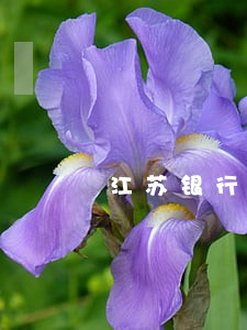 江苏银行逾期征信申诉 江苏银行逾期征信申诉