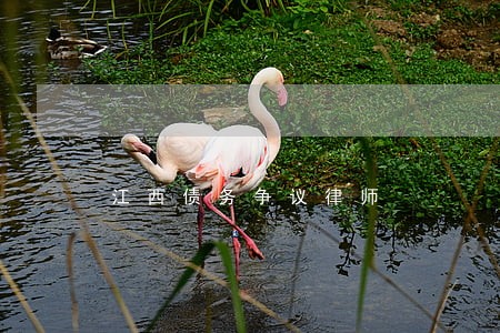 江西债务争议律师 江西债务争议律师