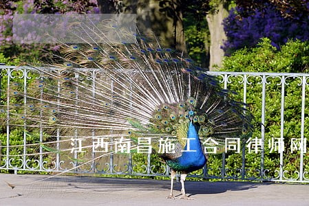 江西南昌施工合同律师网站 江西南昌施工合同律师网站