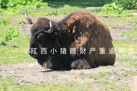 江西小猪理财严重逾期怎么办