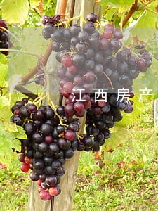 江西房产合同律师排行榜 江西房产合同律师排行榜