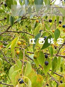 江西找企业合并律师 江西找企业合并律师
