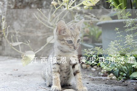 江西报恩堂黄皮肤违法搔
