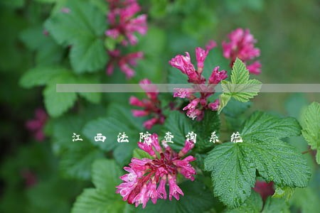 江西法院查询系统