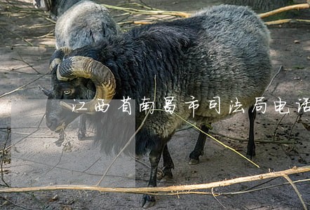 江西省南昌市司法局电话 江西省南昌市司法局电话