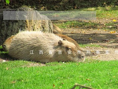 江西省吉安市刑事案件律师 江西省吉安市刑事案件律师