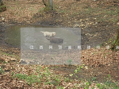 江西网贷逾期律师咨询免费 江西网贷逾期律师咨询免费