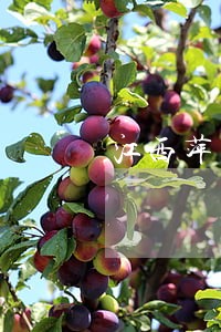 江西萍乡市刑案律师免费咨询 江西萍乡市刑案律师免费咨询