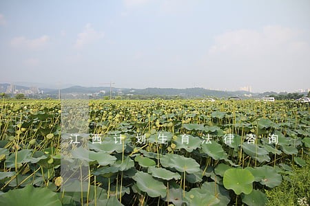 江西计划生育法律咨询 江西计划生育法律咨询