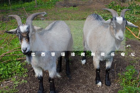 江西资溪法院判处乐安公安局长 江西资溪法院判处乐安公安局长