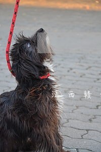 江西赣州司法鉴定中心电话号码 江西赣州司法鉴定中心电话号码