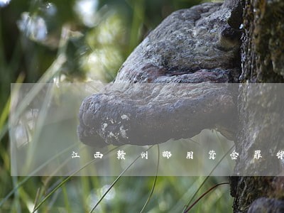 江西赣州挪用资金罪律师咨询电话 江西赣州挪用资金罪律师咨询电话