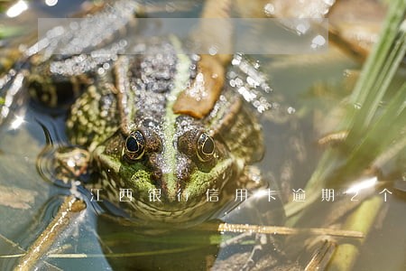 江西银行信用卡逾期2个月 江西银行信用卡逾期2个月