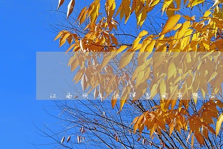 江西顺义法律咨询有限公司 江西顺义法律咨询有限公司