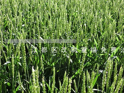 江都区改制重组免费法律咨询热线 江都区改制重组免费法律咨询热线