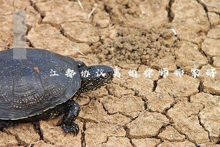 江都协议离婚律师哪家好 江都协议离婚律师哪家好