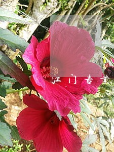 江门专业法律顾问电话 江门专业法律顾问电话