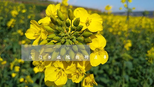 江门书法院招聘启事 江门书法院招聘启事