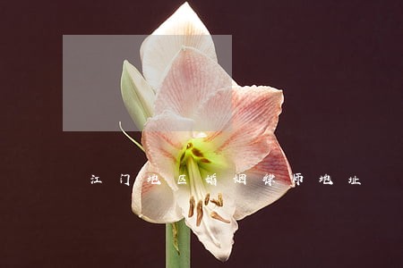江门地区婚姻律师地址 江门地区婚姻律师地址