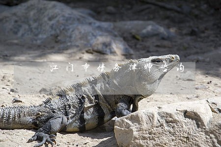 江门市债务律师咨询